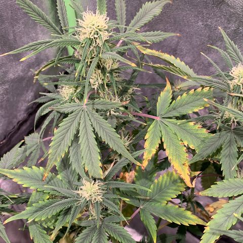 #1 Gorilla Glue - #1 Hidro growlog timeline photo