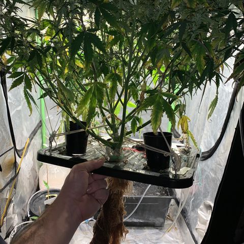 #1 Gorilla Glue - #1 Hidro growlog photo: Raices muy debiles. Se ven sanas (blancas) pero de desprenden facilmente. No desarrolló buen sistema radicular 