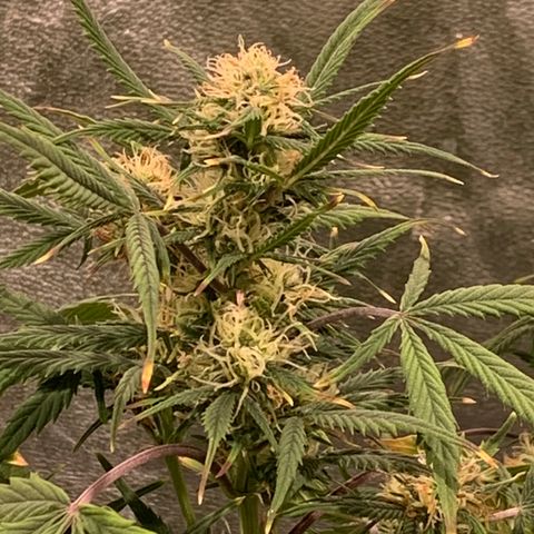 #1 Gorilla Glue - #1 Hidro growlog photo: Raices muy debiles. Se ven sanas (blancas) pero de desprenden facilmente. No desarrolló buen sistema radicular 
