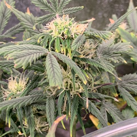 #1 Gorilla Glue - #1 Hidro growlog timeline photo