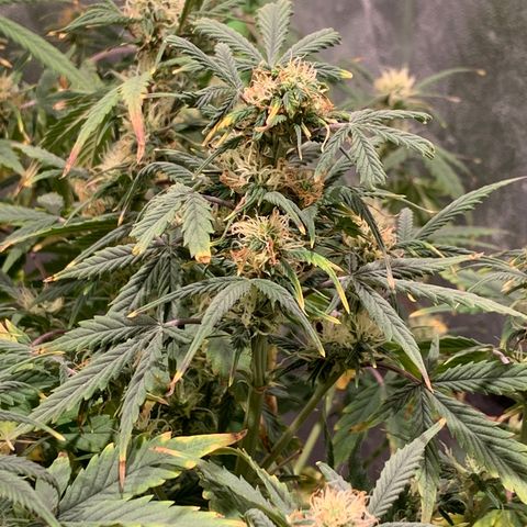 #1 Gorilla Glue - #1 Hidro growlog photo: Raices muy debiles. Se ven sanas (blancas) pero de desprenden facilmente. No desarrolló buen sistema radicular 
