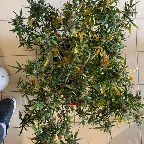 #1 Gorilla Glue - #1 Hidro growlog timeline photo