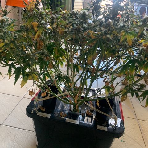 #1 Gorilla Glue - #1 Hidro growlog timeline photo