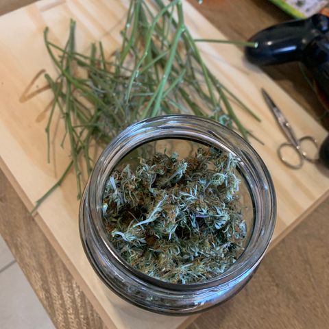 #1 Gorilla Glue - #1 Hidro growlog timeline photo
