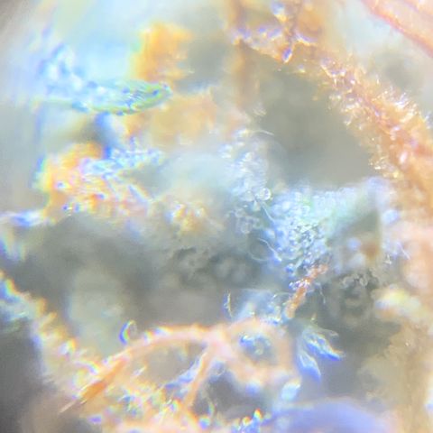 #1 Gorilla Glue - #1 Hidro growlog timeline photo