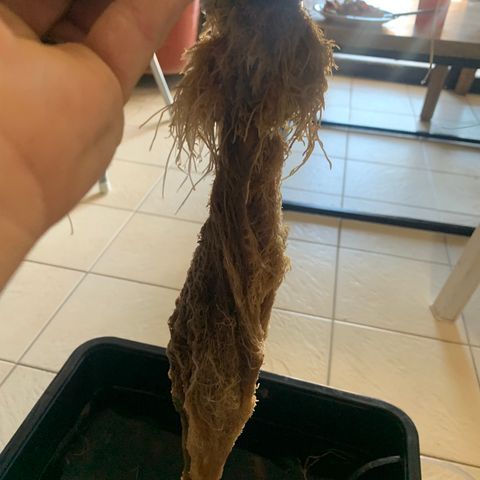 #1 Gorilla Glue - #1 Hidro growlog timeline photo