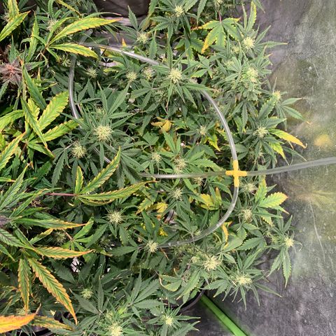 #1 Gorilla Glue - #1 Hidro growlog timeline photo