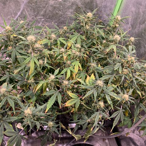 #1 Gorilla Glue - #1 Hidro growlog photo: Raices muy debiles. Se ven sanas (blancas) pero de desprenden facilmente. No desarrolló buen sistema radicular 