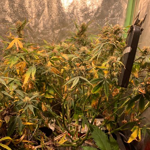 #1 Gorilla Glue - #1 Hidro growlog timeline photo