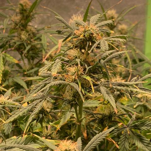 #1 Gorilla Glue - #1 Hidro growlog timeline photo