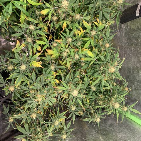 #1 Gorilla Glue - #1 Hidro growlog timeline photo