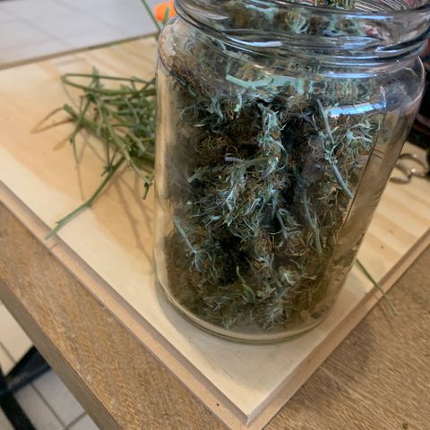 #1 Gorilla Glue - #1 Hidro growlog timeline photo