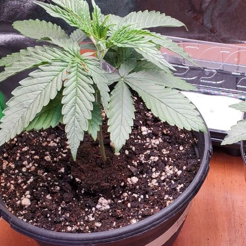 Sour Diesel growlog timeline photo