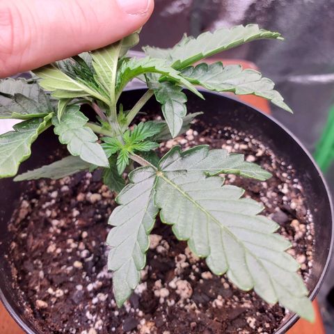 Dee Lite growlog timeline photo