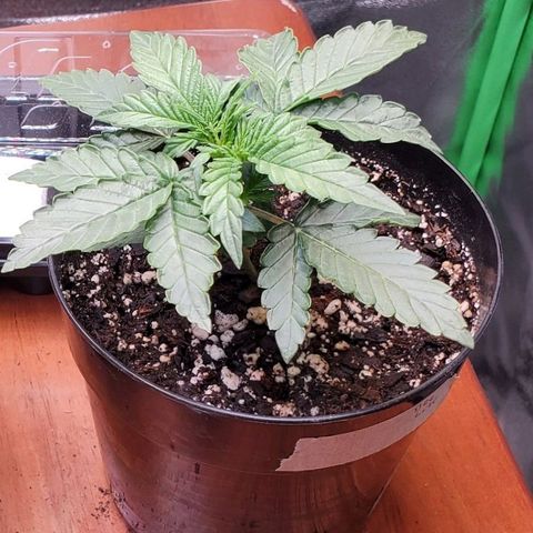 Dee Lite growlog timeline photo
