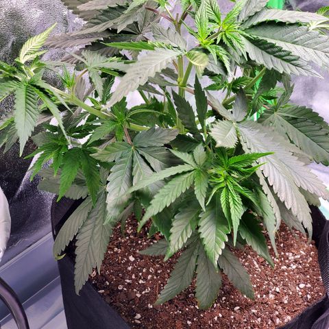 Sour Diesel growlog timeline photo