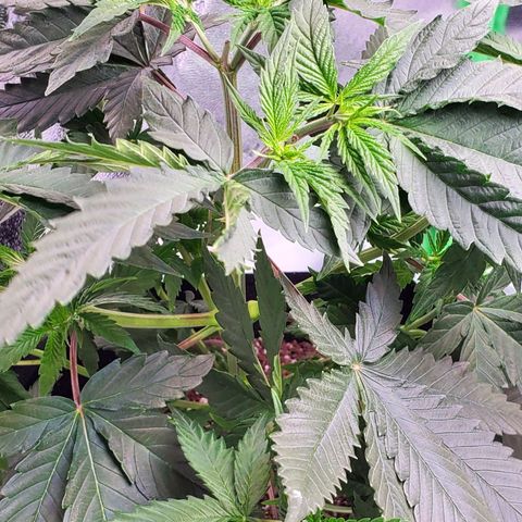 Sour Diesel growlog timeline photo