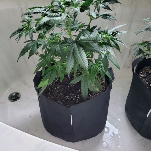 Sour Diesel growlog timeline photo