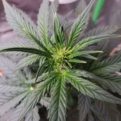 Dee Lite growlog timeline photo
