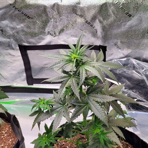 Dee Lite growlog timeline photo