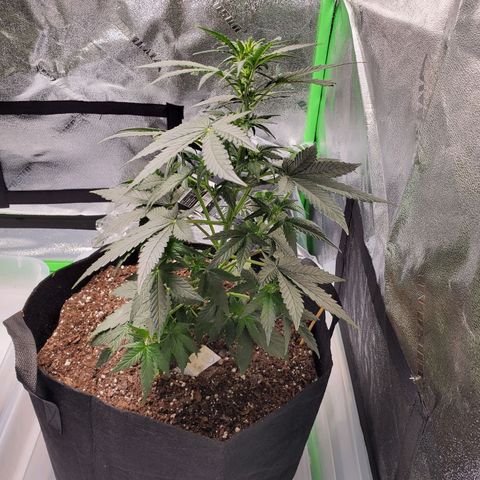 Dee Lite growlog timeline photo