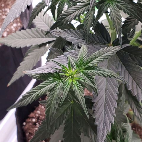 Dee Lite growlog timeline photo