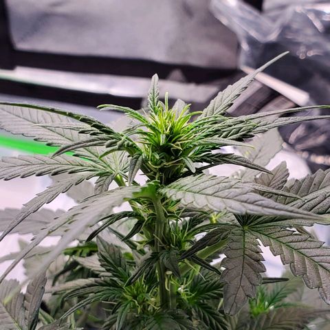 Dee Lite growlog timeline photo