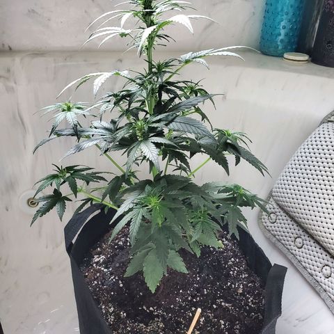 Dee Lite growlog timeline photo