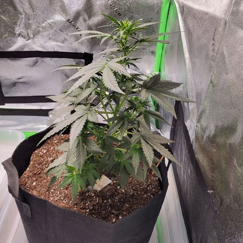 Dee Lite growlog timeline photo