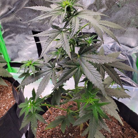 Dee Lite growlog timeline photo