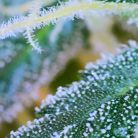 Dee Lite growlog timeline photo