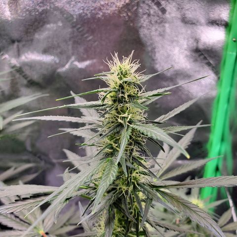 Dee Lite growlog timeline photo