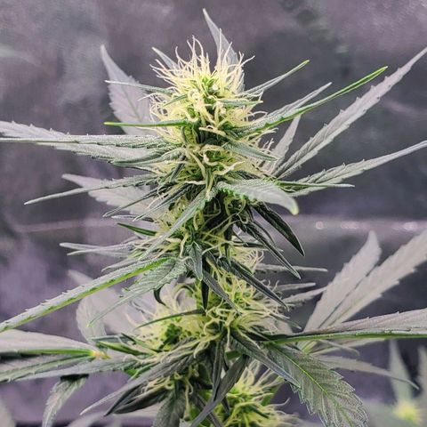 Dee Lite growlog timeline photo