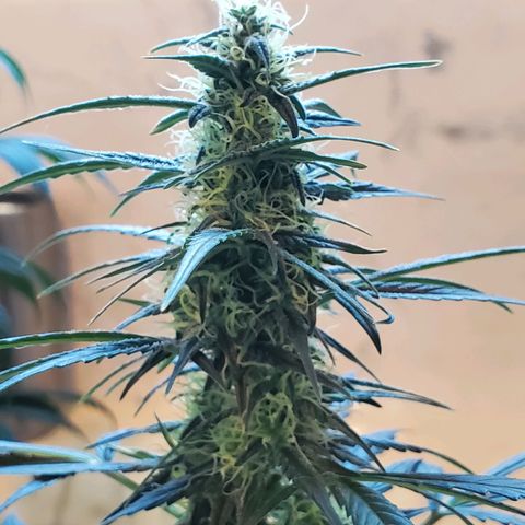 Dee Lite growlog timeline photo