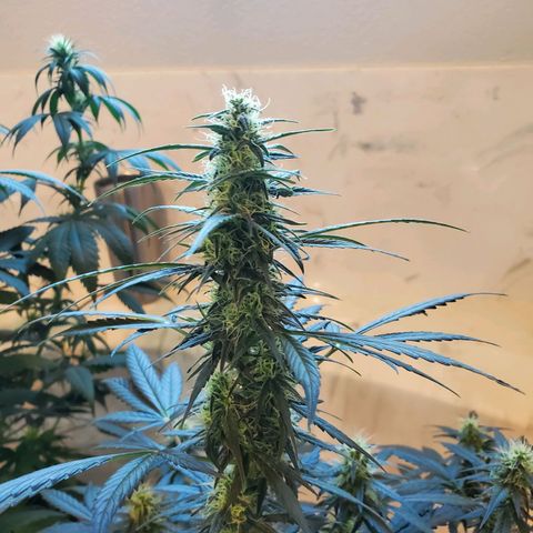 Dee Lite growlog timeline photo