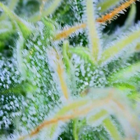 Dee Lite growlog timeline photo