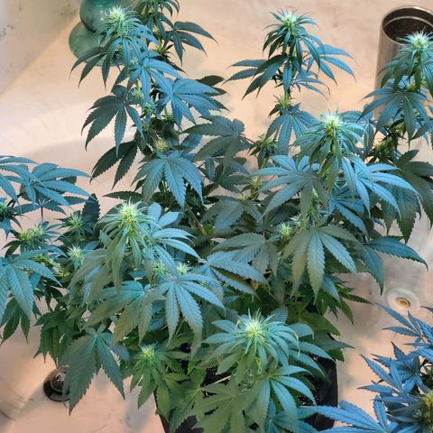Sour Diesel growlog timeline photo