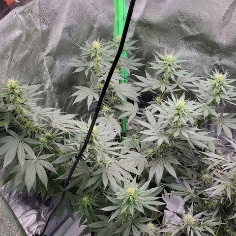 Sour Diesel growlog timeline photo
