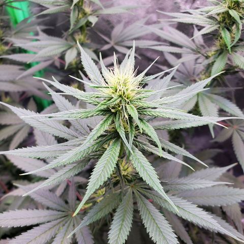 Sour Diesel growlog timeline photo