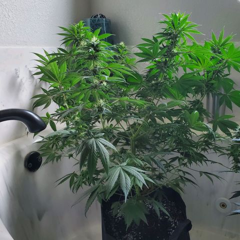 Sour Diesel growlog timeline photo