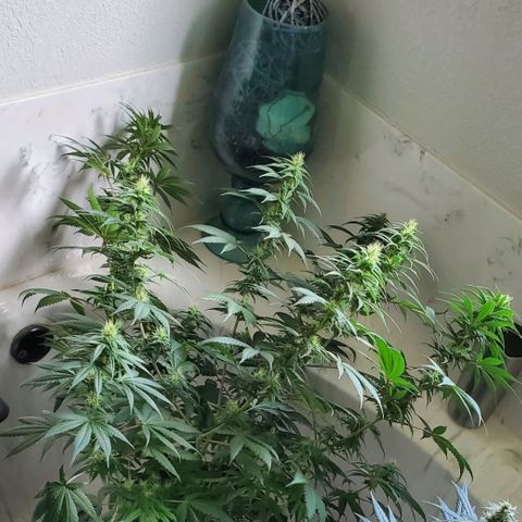 Sour Diesel growlog timeline photo