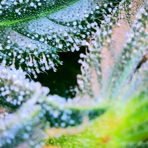 Dee Lite growlog timeline photo
