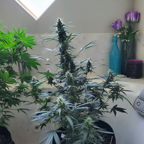 Dee Lite growlog timeline photo