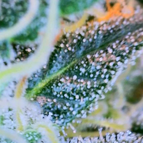 Dee Lite growlog timeline photo
