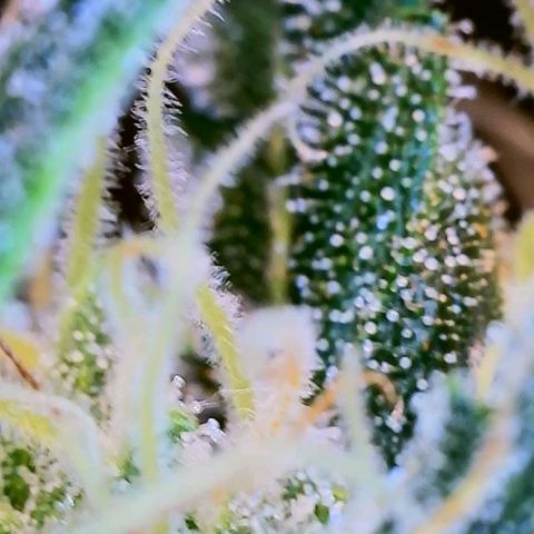 Dee Lite growlog timeline photo