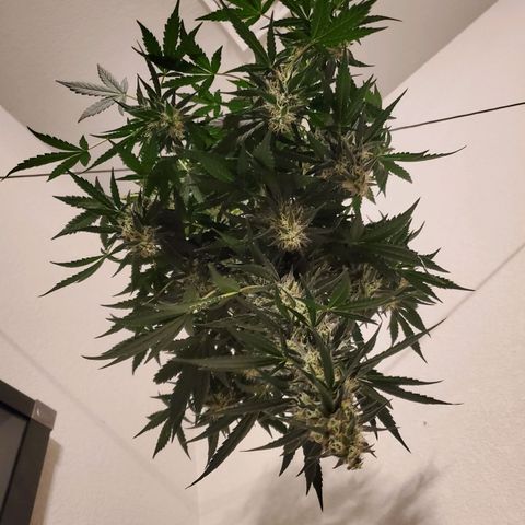Dee Lite growlog timeline photo