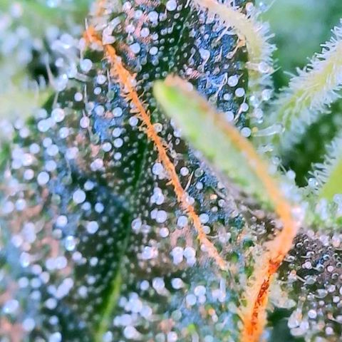 Dee Lite growlog timeline photo
