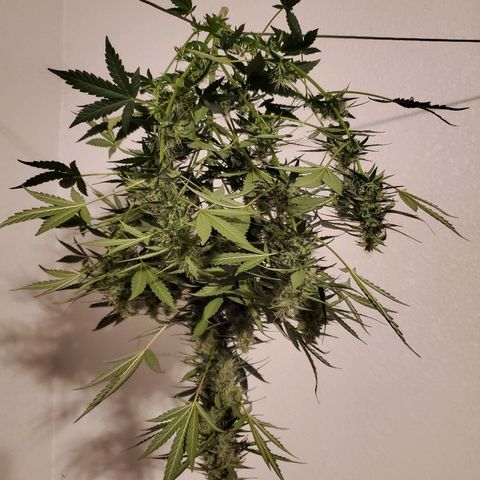 Dee Lite growlog timeline photo