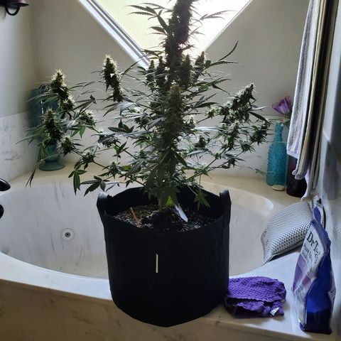 Dee Lite growlog timeline photo