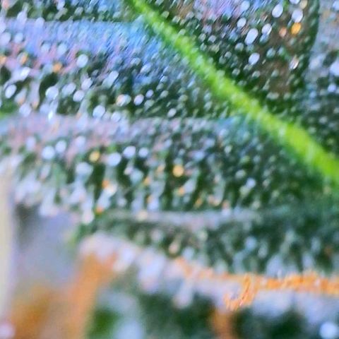Dee Lite growlog timeline photo